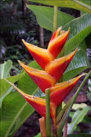 Flowers Of El Yunque Rainforest Puerto Rico El Yunque Rainforest Puerto Rico Rainforest Plants