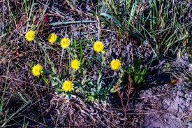 Image result for Sida dregei