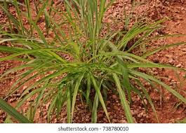 Image result for Rottboellia