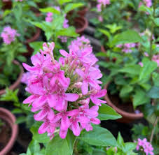 Image result for Ruspolia seticalyx