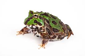 Image result for Grona ramosissima