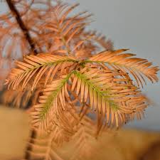 Image result for Metasequoia glyptostroboides