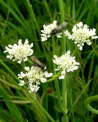 Image result for Oenanthe