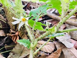 Image result for Solanum litoraneum