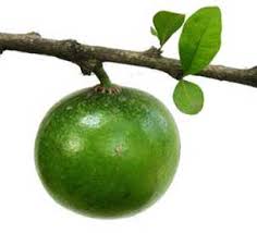 Maybe you would like to learn more about one of these? The Health Benefits Of Dalanghita Fruit