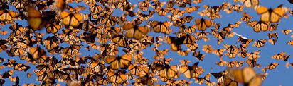 Wwf