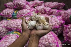 Berkaitan dengan semakin meningkatnya harga bawang putih dan bombai pantauan kemendag, saat ini kenaikan harga bawang bombai dan bawang putih melebih 100 persen atau dua kali lipat. Harga Bawang Putih Di Jayapura Masih Bertahan Tinggi Di Rp 80 000 Per Kg