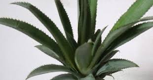 Image result for Lipocarpha nana