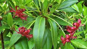 Check spelling or type a new query. Florida Anise Is An Underused Native Shrub