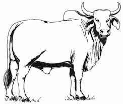 Black And White Bull Gallery For Free Black And White Cow Clip Art Clipartcow Bull Pictures Bull Art Bull Painting