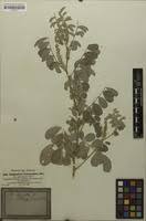 Image result for Indigofera astragalina