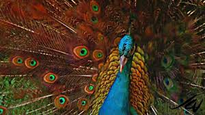 Peafowl india blue and black shoulder males will be two years old in 2021 $120.00 and up.taking orders for the 2021 season for black shoulder and india blue peachicks $25.00 and up each. Peacocks For Sale Order As Few As 4 Peafowl Safe Arrival Guarantee