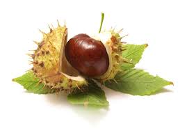 Fax +49 (040) 607 18 89: Kastanie Erklarung Bedeutung In Der Kosmetik