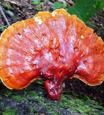 Image result for Ganoderma tsugae