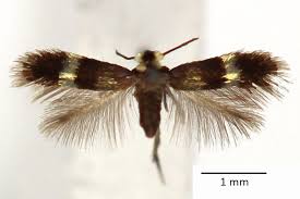 Image result for Stigmella prunetorum