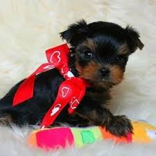 Still, you probably have plenty of. Alluring Yorkies Quality Yorkie Pups Instagram Photos And Videos