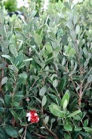 Image result for Feijoa sellowiana
