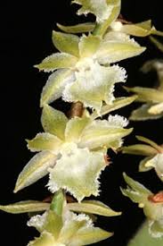 Image result for Diaphananthe