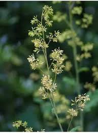 Image result for Macleaya