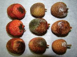 Diseases of Litchi and their management | Agriculture