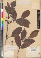 Image result for Malouetia