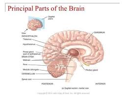 Pin On Education Medicine
