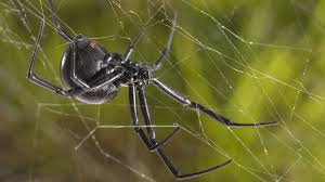The state that has the biggest bridge is louisiana. The Ten Creepiest Spiders Of North America Cool Green Science