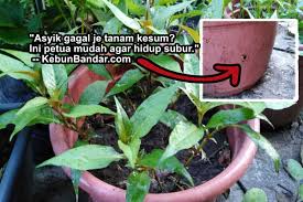 Cara Mudah Tanam Kesum Dalam Pasu Atau Botol Kebun Bandar
