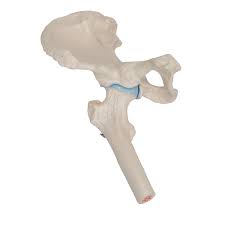 Compact bone cross section courtesy: Anatomical Models Human Joint Models Mini Hip Joint Model