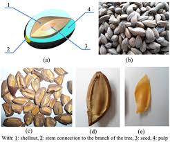 Image result for Canarium schweinfurthii