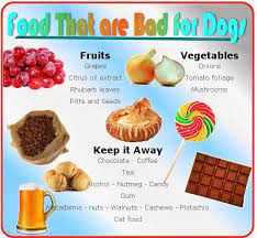 Poison For You Pet Dog Food Recipes Food Dog Safe Food