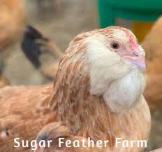 Meat directly from a farm · small farms, big flavor. Salmon Faverolles Chicken Sugar Feather Farm
