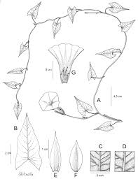 Image result for Heteromorpha involucrata