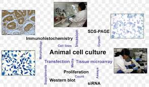 Once established, subculturing of the primary cells creates secondary a cell culture, which, unlike cell lines, does not divide indefinitely. Cell Culture Biology Research Png 842x493px Cell Culture Animal Animal Culture Biology Blue Download Free