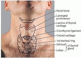 Image Result For Landmarks Of The Throat Gland Thyroid Medical