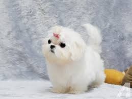 If you too are looking forward to getting a dog for yourself or for your family, here is a list of dog prices in india. Teacup Maltese Puppies For Sale In India 9620233339 Pan India Delivery Teacup Puppies For Sale Youtube
