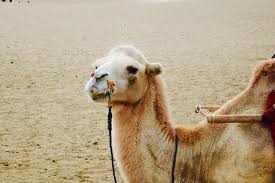 Download beautiful, curated free backgrounds on unsplash. Camel Wallpapers For Android Apk Download