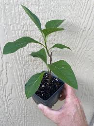 Image result for Vernonia amygdalina