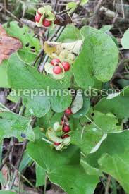 Image result for Hyperacanthus amoenus