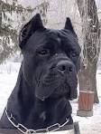 Cane Corso - Wikipedia