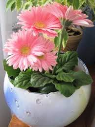 как ухаживать за герберой в горшке в домашних условиях Kak Uhazhivat Za Gerberoj V Gorshke Posle Pokupki I V Period Cveteniya