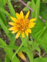 Image result for Pascalia glauca