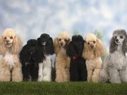 Seven Miniature Poodles Of Different Coat Colours To Show Coat Colour Variation Within The Breed Photographic Print Petra Wegner Allposters Com Cute Dogs Miniature Poodle Poodle Dog