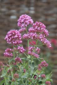 Image result for Centranthus