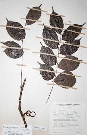 Image result for Rourea