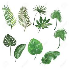 5,420 free images of tropical plant. Set Of Leaves Of Tropical Plants Collection Of Exotic Leaves Royalty Free Cliparts Vectors And Stock Illustration Image 90434596