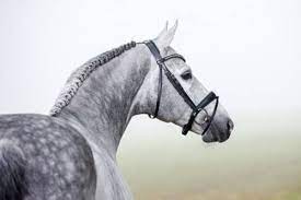 There were 7 falls, 1 dislocated shoulder and only 1 clear round which meant phillip. Hickstead White Gestut Sprehe