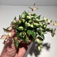 Image result for Begonia lacunosa