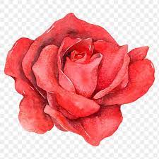 Red Rose Flower Png Vintage Clipart Free Image By Rawpixel Com Boom Rose Flower Png Red Rose Png Red Rose Flower