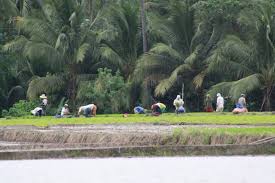 Rural Folk Working In The Rice Fields Mindanao Southern Philippines Rural Life In The Philippines Gallery Rural Life Philippines House In The Woods
